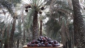 mazafati 300x169 - Iranian Dates | List Of Iranian Dates(Complete) With Features