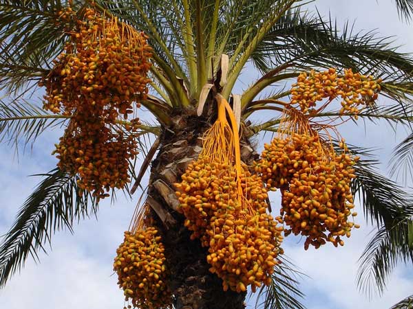 Iranian dates palm - How to recognize the best Dates fruit? (Tips)