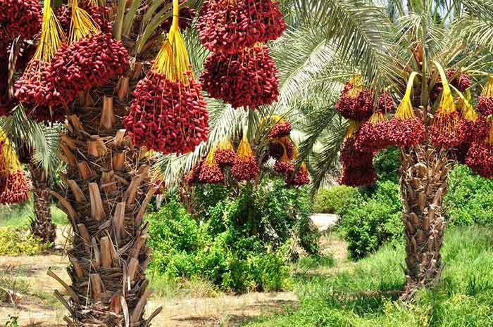 palmTree - Do you think the Dates are Good for Diseases?