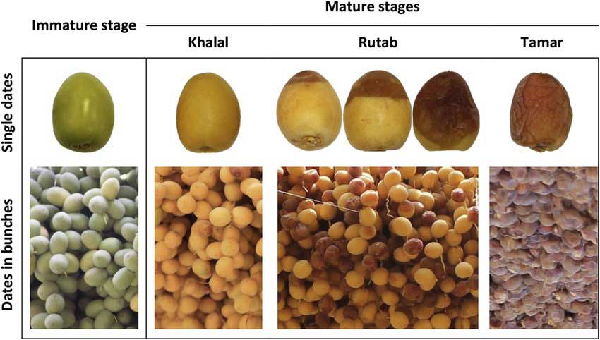 Rutab-fresh dates-dried dates